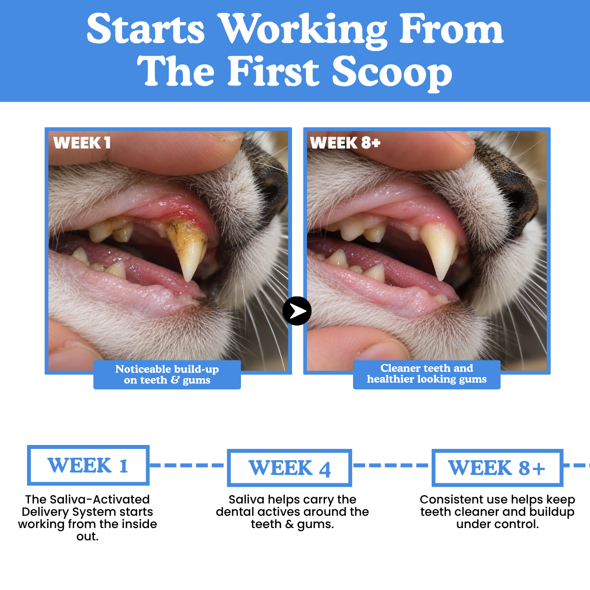 Dental Defense